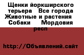 Щенки йоркширского терьера - Все города Животные и растения » Собаки   . Мордовия респ.